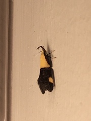 Oecophora bractella
