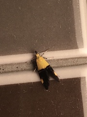 Oecophora bractella