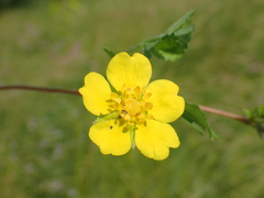 Potentilla reptans