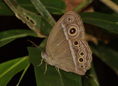 Mycalesis distanti