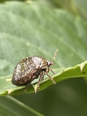 Megacopta punctatissima
