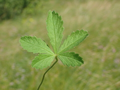 Potentilla reptans
