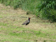 Phasianus versicolor