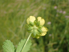 Potentilla reptans