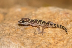 Pachydactylus formosus