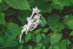 Astilbe thunbergii