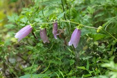 Campanula punctata punctata