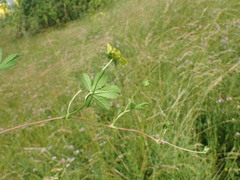 Potentilla reptans