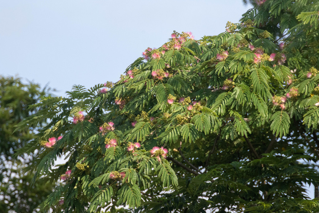 Albizia julibrissin - council-listed tree