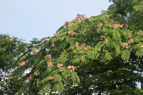silktree (Albizia julibrissin)