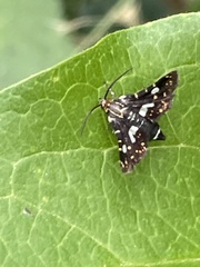 Thyris usitata