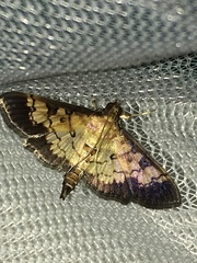 Ategumia