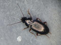 Pogonus chalceus