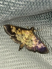 Ategumia