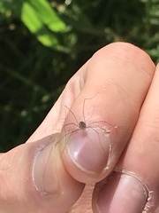 Leiobunum rotundum