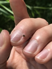 Leiobunum rotundum