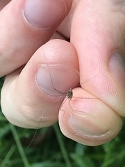 Leiobunum rotundum