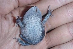 Leptobrachium smithi