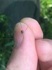 Leiobunum rotundum