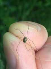 Leiobunum rotundum