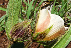 Image of Hibiscus aethiopicus