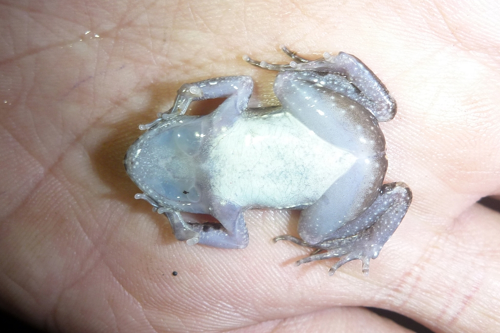 Dwarf Litter Frog