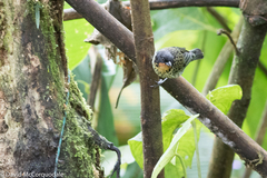 Ixothraupis rufigula