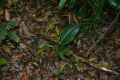 Cryptostylis arachnites