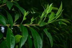 Symplocos wikstroemiifolia