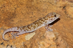Chondrodactylus bibronii