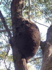 Nasutitermes walkeri