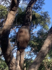 Nasutitermes walkeri