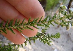 Phylica lasiocarpa