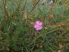 Dianthus gratianopolitanus