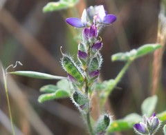 Lupinus agardhianus