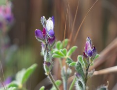 Lupinus agardhianus