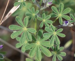 Lupinus agardhianus