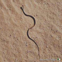 Psammophis schokari