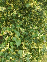 Tilia cordata