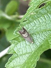 Grapholita delineana