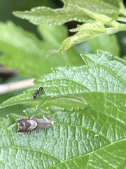 Grapholita delineana