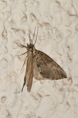 Hydriomena impluviata