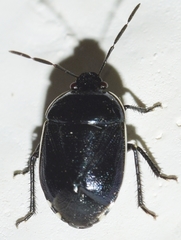 Canthophorus melanopterus