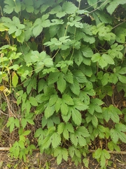 Humulus lupulus