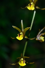 Tainia dunnii