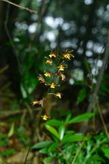 Tainia dunnii