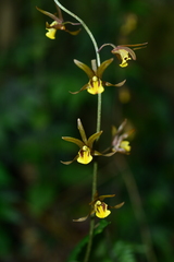 Tainia dunnii