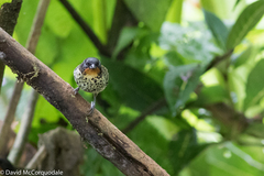 Ixothraupis rufigula