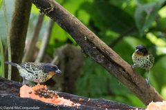 Ixothraupis rufigula