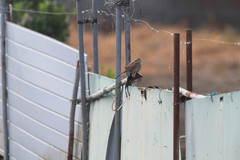 Emberiza cioides